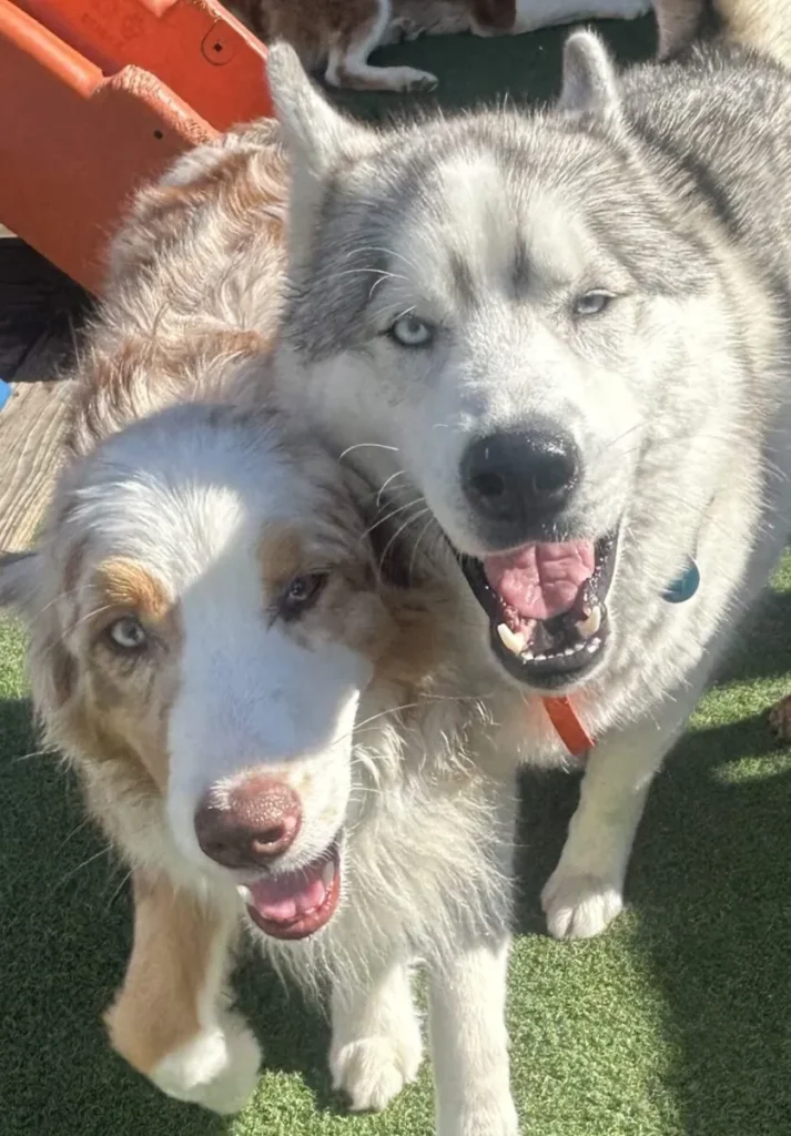 close up of a husky and an Australian shepherd sitting together at daycare