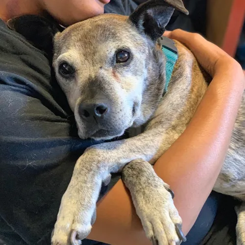 close up of a dog cuddling with staff