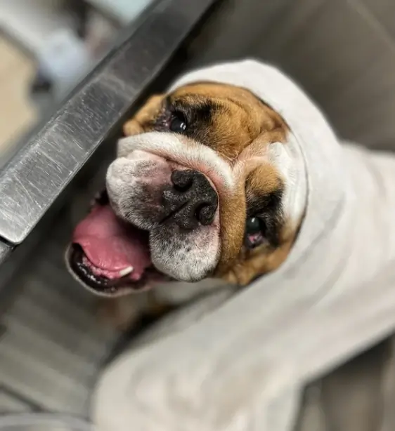 dog getting groomed at metro dog