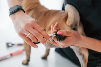 cutting a pug's nails with scissors
