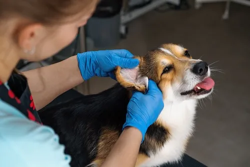 Dog Grooming in Richmond, CA - Metro Dog